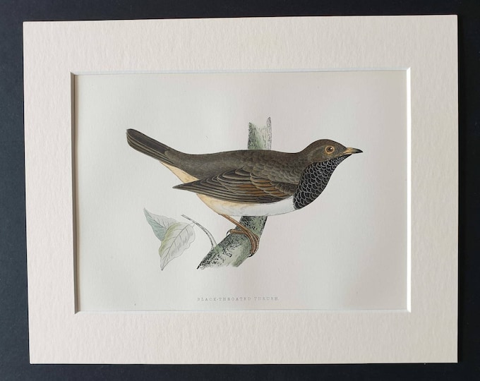 Original 1891 hand coloured bird print in mount - Black Throated Thrush