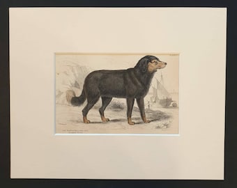 The Newfoundland Dog - Original 1840 hand coloured mammalia print in mount