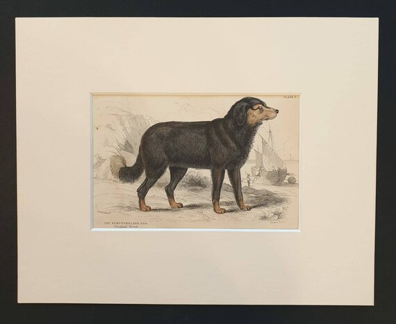 Original 1840 hand coloured mammalia print in mount - The Newfoundland Dog