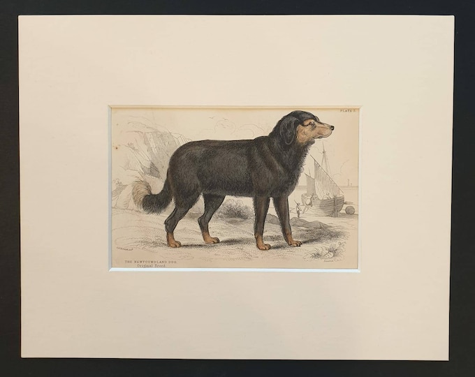 Original 1840 hand coloured mammalia print in mount - The Newfoundland Dog