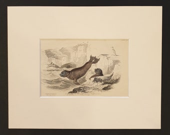 The Cape Otary - Original 1839 hand coloured print in mount