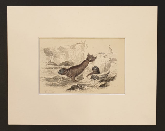 The Cape Otary - Original 1839 hand coloured print in mount