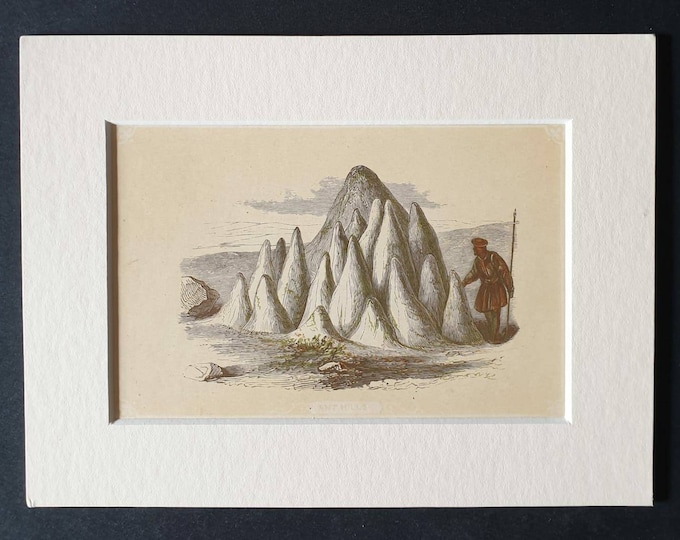 Original 1851 John Tallis woodblock print - Ant Hills