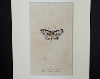 The Small Magpie Moth - Original 1832 Hand Coloured Antique Print