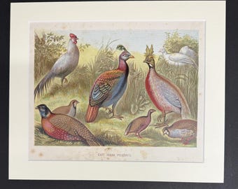 East Indian Pheasants - Original 1898 Antique Print