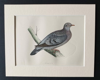 Stock Dove - Original 1891 hand coloured bird print in mount
