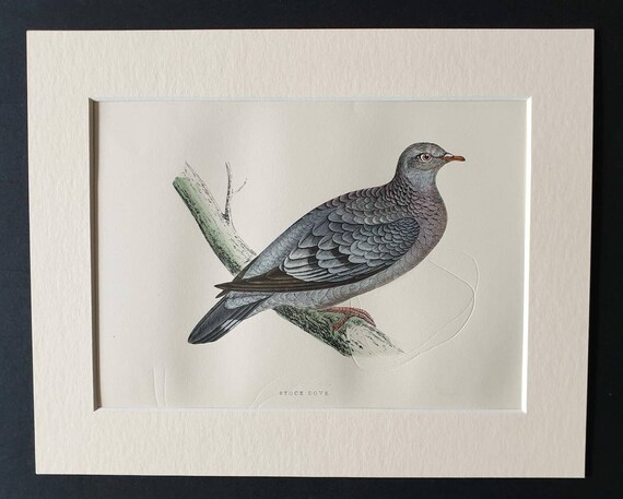 Original 1891 hand coloured bird print in mount - Stock Dove