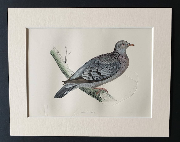 Original 1891 hand coloured bird print in mount - Stock Dove
