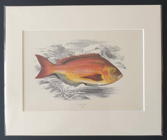 Becker - Original 1877 'History of the Fishes of the British Islands' print