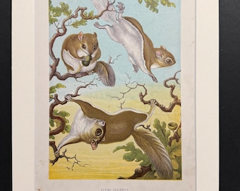 Flying Squirrels - Original 1898 Antique Print