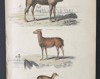 Dromedary, Llama and Java Musk Deer - Original c1860's hand coloured Museum of Natural History print