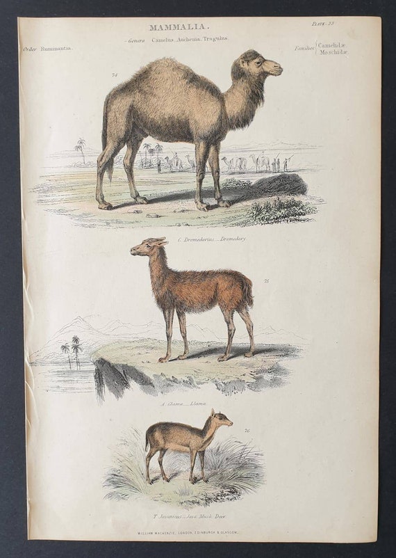 Original c1860's hand coloured Museum of Natural History print - Dromedary/ Llama and Java Musk Deer