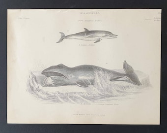 Dolphin and Greenland Whale - Original c1860's Museum of Natural History print
