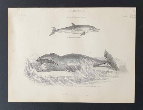 Original c1860's Museum of Natural History print - Dolphin and Greenland Whale