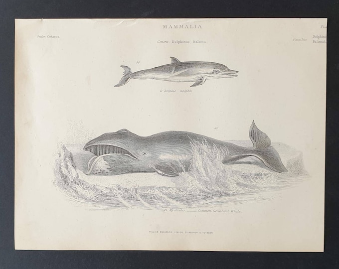 Original c1860's Museum of Natural History print - Dolphin and Greenland Whale