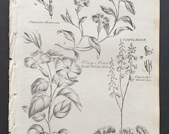 Great and Small Periwinkle, and Wall Navelwort - Original 1802 Culpeper engraving (120)