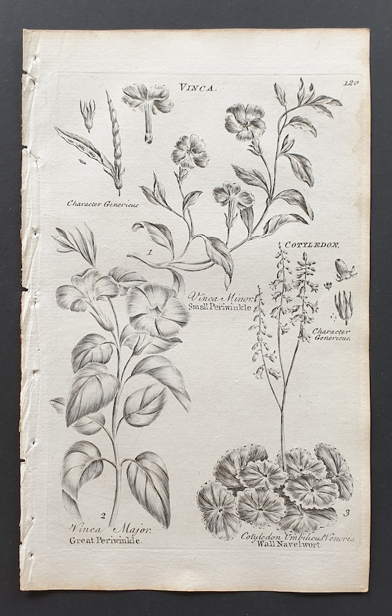 Great and Small Periwinkle, and Wall Navelwort - Original 1802 Culpeper engraving (120)
