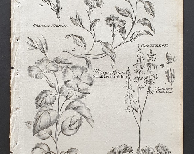 Great and Small Periwinkle, and Wall Navelwort - Original 1802 Culpeper engraving (120)