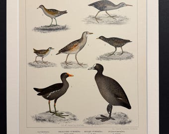 Birds - Plate 50 - Original 1898 Antique Print
