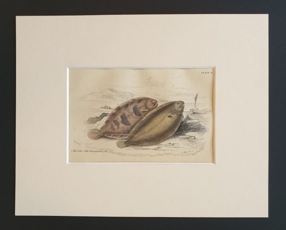 The Sole, The Variegated Sole- Original c1860 hand coloured fish print in mount