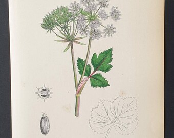 Sea Lovage - Original 1863 Sowerby hand coloured botanical print