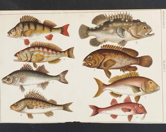 Original 1915 fish print - Plate 1