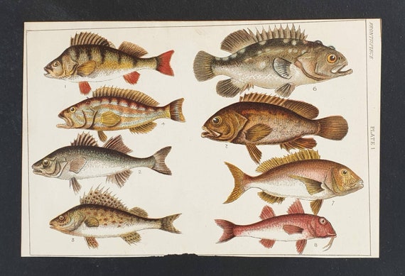 Original 1915 fish print - Plate 1