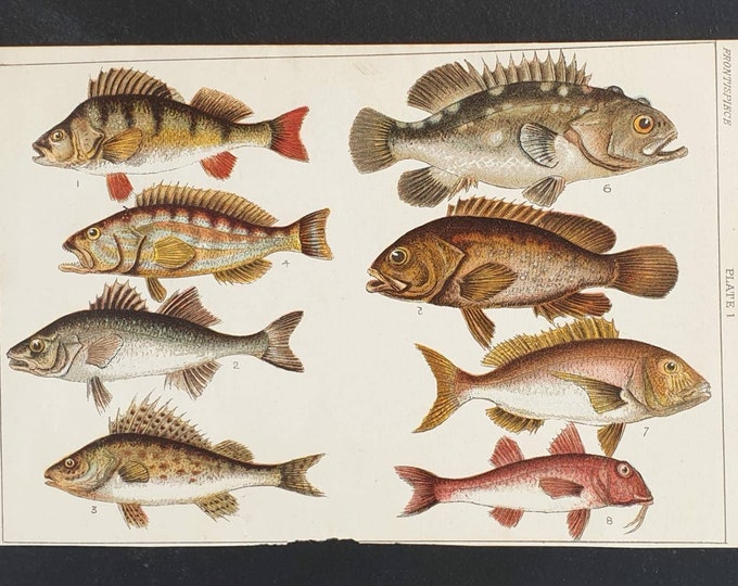 Original 1915 fish print - Plate 1
