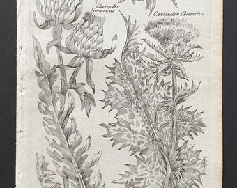 Wolly Headed and Lady's Thistle - Original 1802 Culpeper engraving (178)