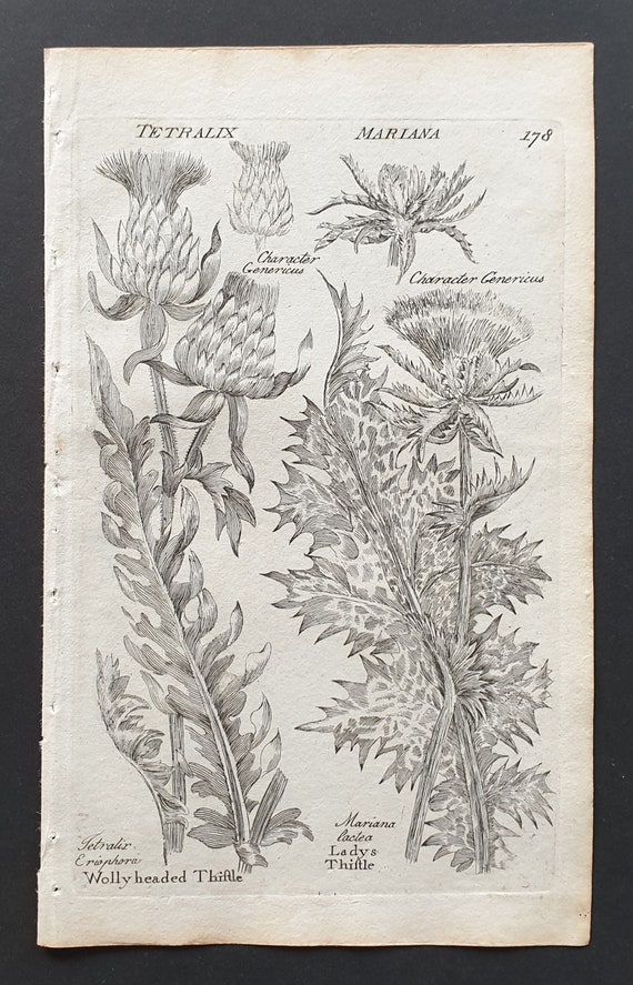 Wolly Headed and Lady's Thistle - Original 1802 Culpeper engraving (178)