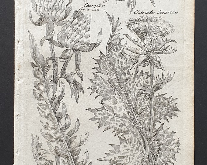Wolly Headed and Lady's Thistle - Original 1802 Culpeper engraving (178)