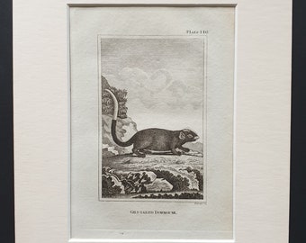 Gilt Tailed Dormouse - Original 1812 Buffon print in mount