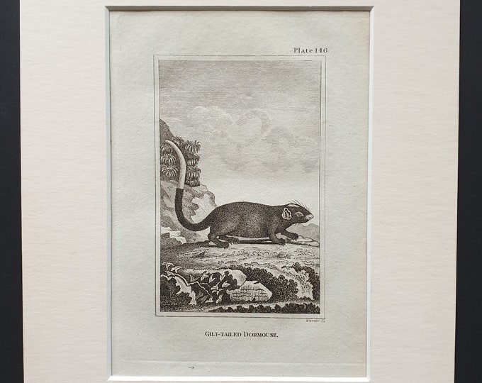 Gilt Tailed Dormouse - Original 1812 Buffon print in mount