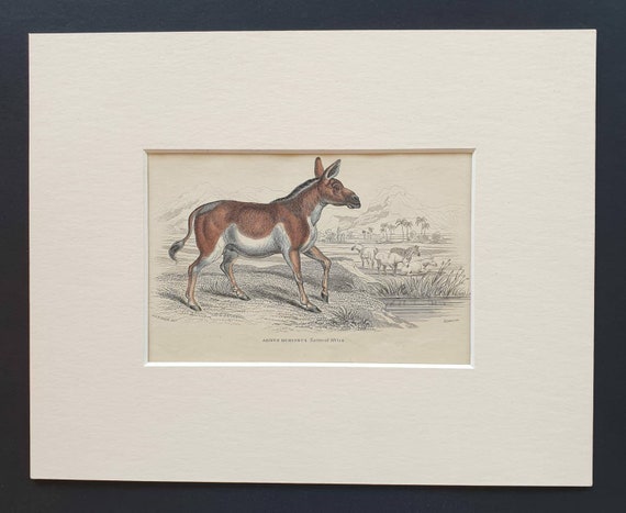Original 1841 hand coloured horse print - Asinus Hemionus