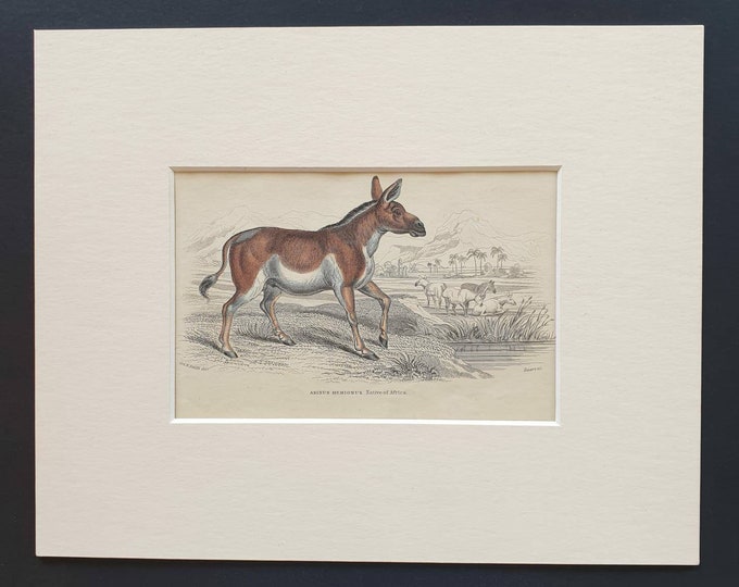 Original 1841 hand coloured horse print - Asinus Hemionus