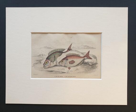 The Sea Bream, The Axillary Bream - Original c1860 hand coloured fish print in mount