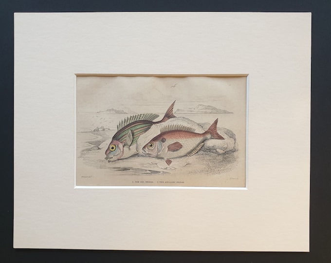 The Sea Bream, The Axillary Bream - Original c1860 hand coloured fish print in mount
