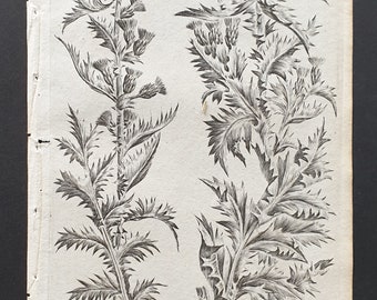Marsh Thistle, and Thistle upon Thistle - Original 1802 Culpeper engraving (172)