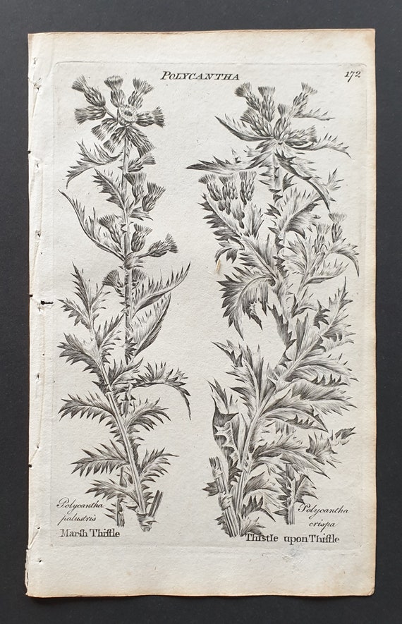 Marsh Thistle, and Thistle upon Thistle - Original 1802 Culpeper engraving (172)