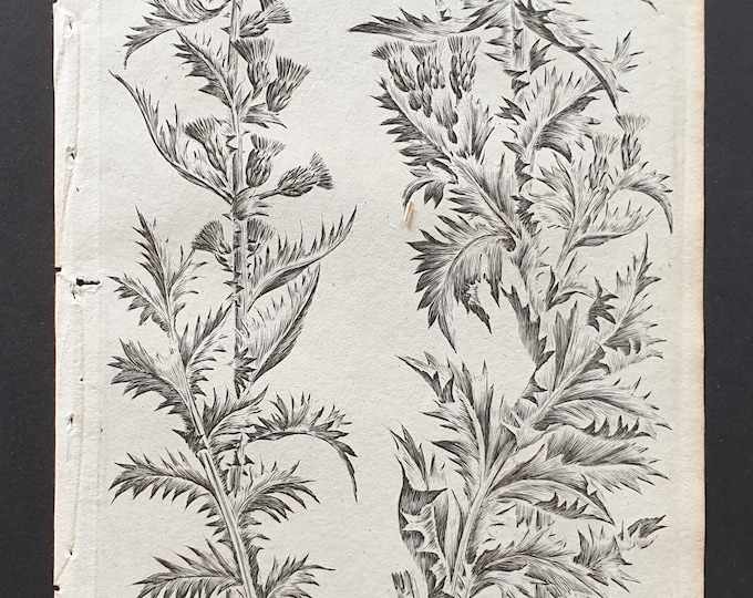 Marsh Thistle, and Thistle upon Thistle - Original 1802 Culpeper engraving (172)