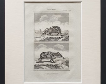 Little Tendrac - Original 1812 Buffon print in mount