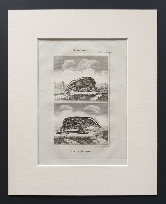 Little Tendrac - Original 1812 Buffon print in mount