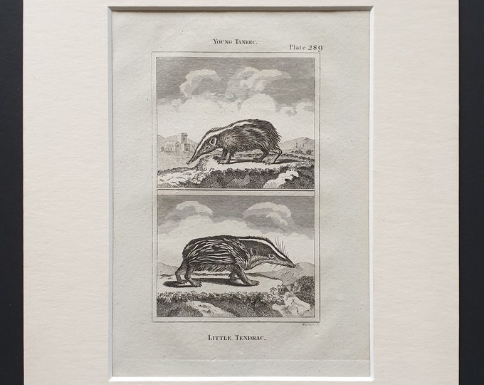 Little Tendrac - Original 1812 Buffon print in mount