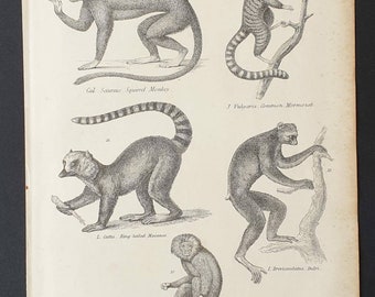Monkeys - Original c1860's Museum of Natural History print