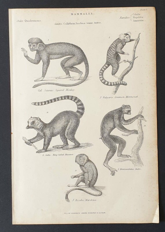 Original c1860's Museum of Natural History print - Monkeys