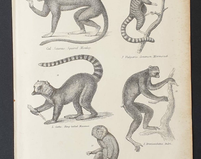 Original c1860's Museum of Natural History print - Monkeys