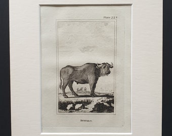 Buffalo - Original 1812 Buffon print in mount