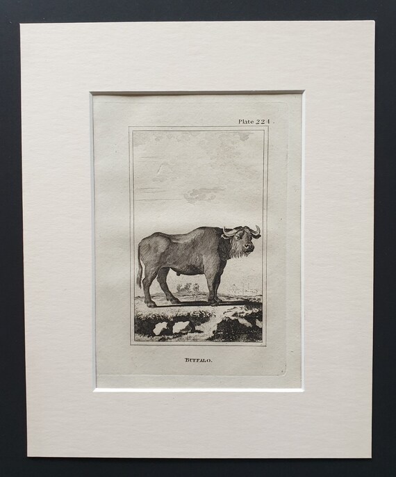 Buffalo - Original 1812 Buffon print in mount