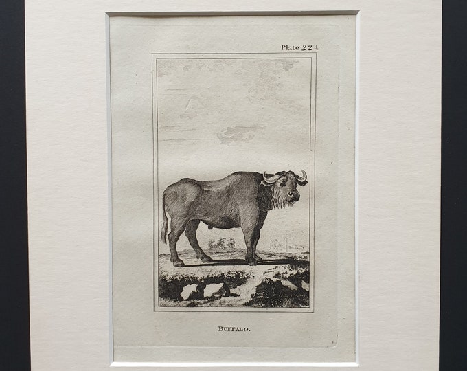 Buffalo - Original 1812 Buffon print in mount