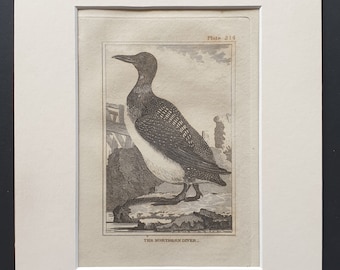 The Northern Diver -  Original 1812 Buffon print in mount (214)
